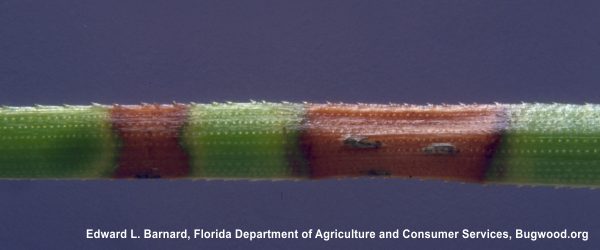 brown spot needle blight of pine